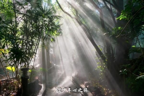 以撒的结合：胎衣